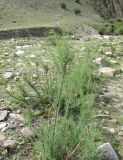 Myricaria bracteata. Цветущие и плодоносящие растения. Дагестан, Рутульский р-н, окр. с. Хлют, пойма реки, каменистый субстрат. 4 июня 2019 г.