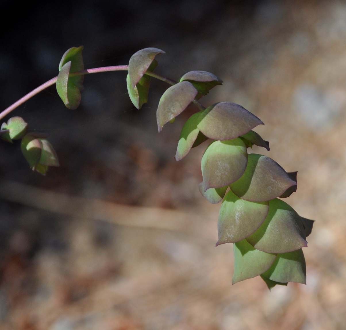 Image of Origanum cordifolium specimen.