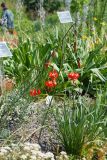 Lilium pumilum