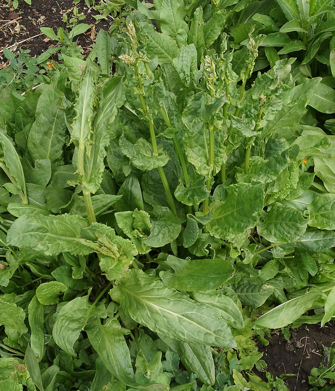 Изображение особи Rumex acetosa.