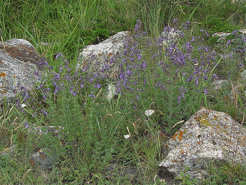 Изображение особи Teucrium orientale.