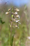 Epipactis palustris