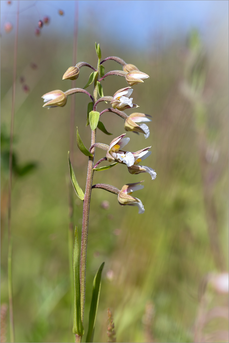 Изображение особи Epipactis palustris.