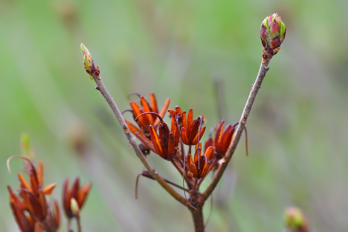 Image of Rhododendron luteum specimen.