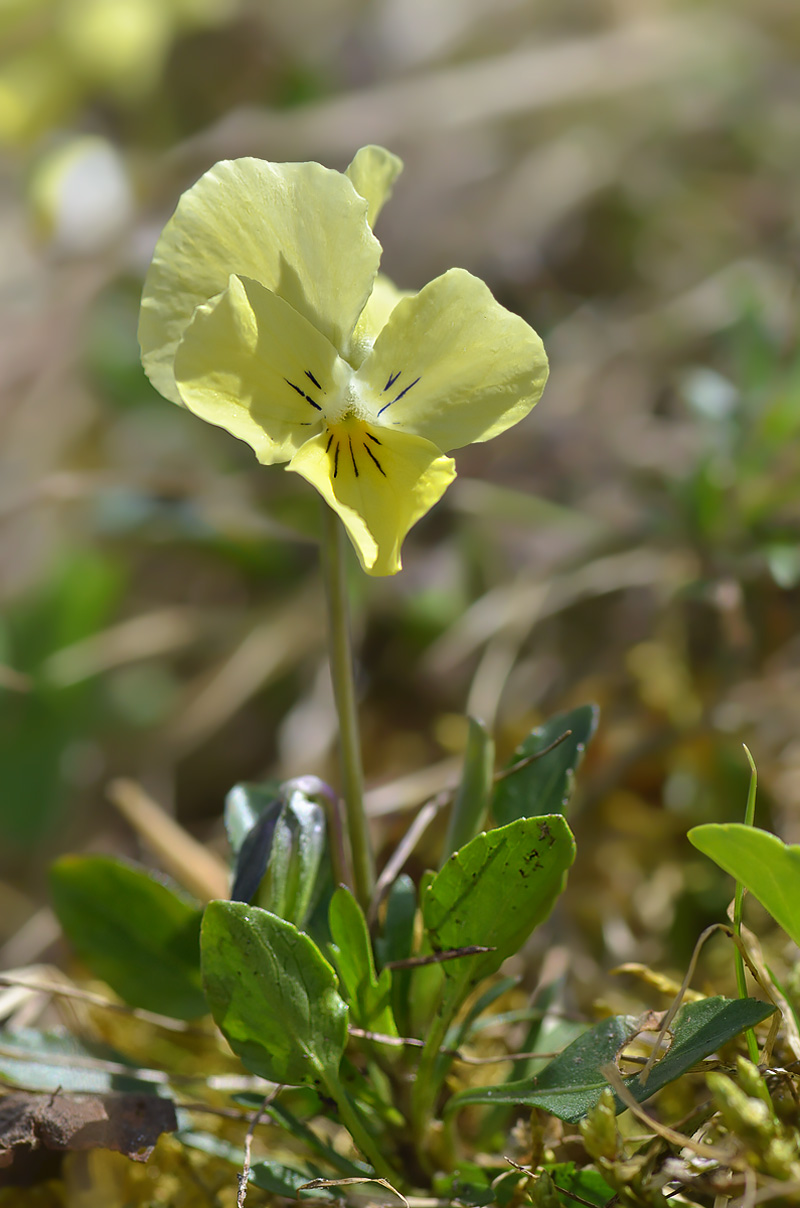 Изображение особи Viola oreades.