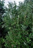 Salix cinerea. Ветви вегетирующего кустарника. Челябинская обл., Аргаяшский р-н, берег оз. Увильды, прибрежные заросли кустарников. 04.08.2019.