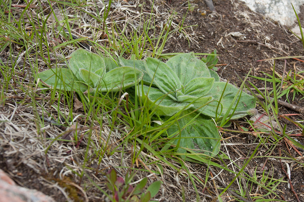 Изображение особи Plantago media.