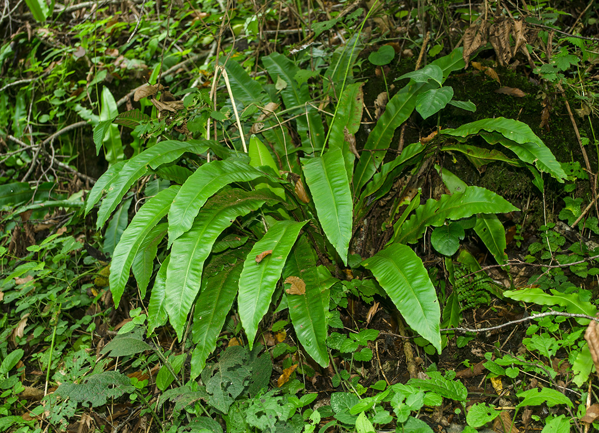 Изображение особи Phyllitis scolopendrium.