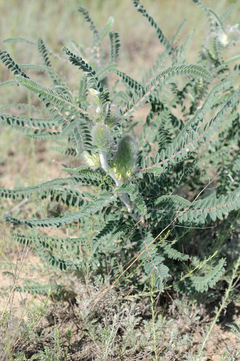 Изображение особи Astragalus alopecias.