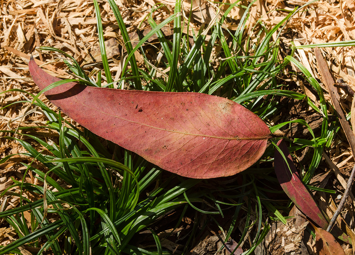 Image of genus Eucalyptus specimen.