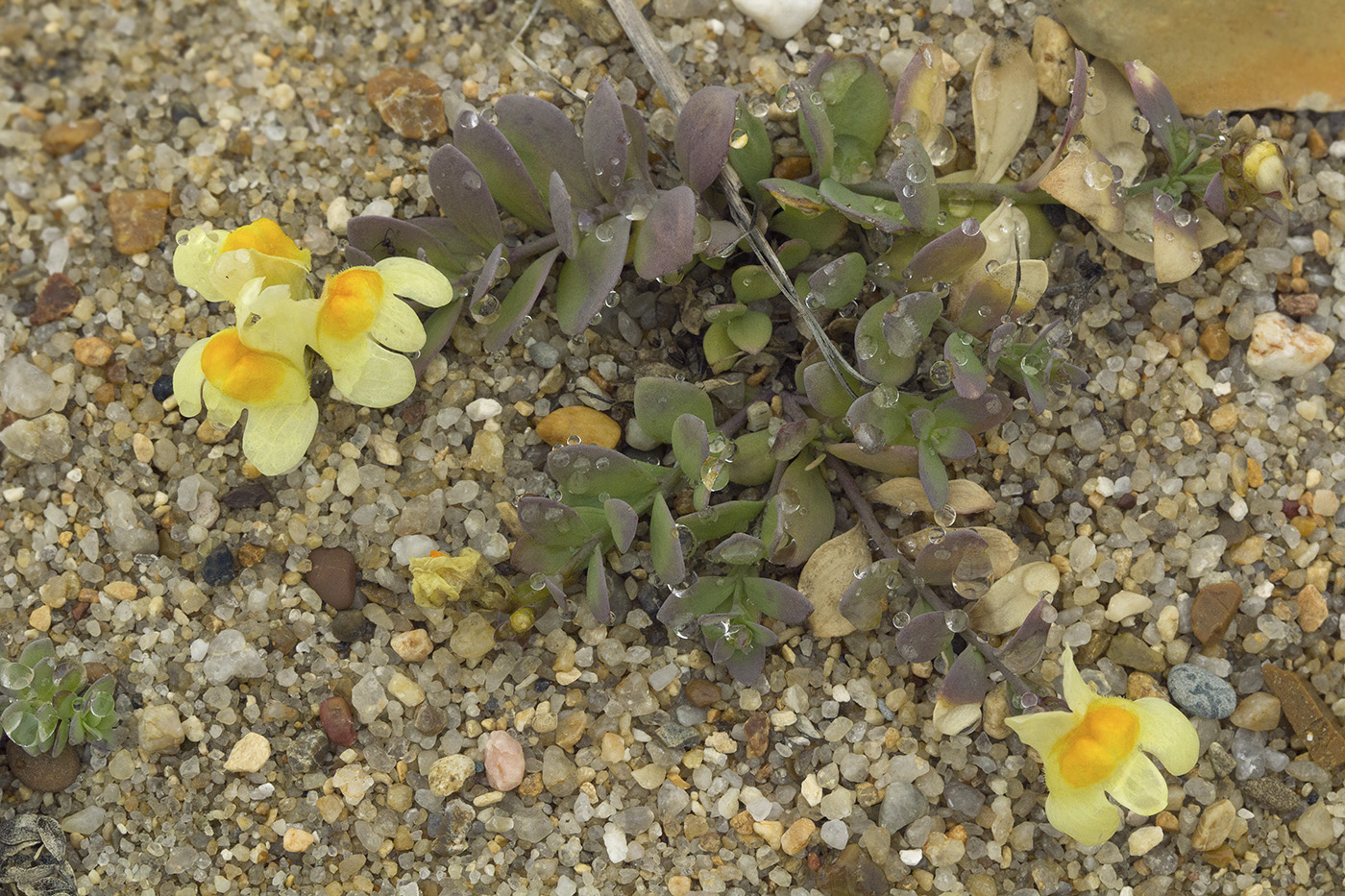 Image of Linaria japonica specimen.