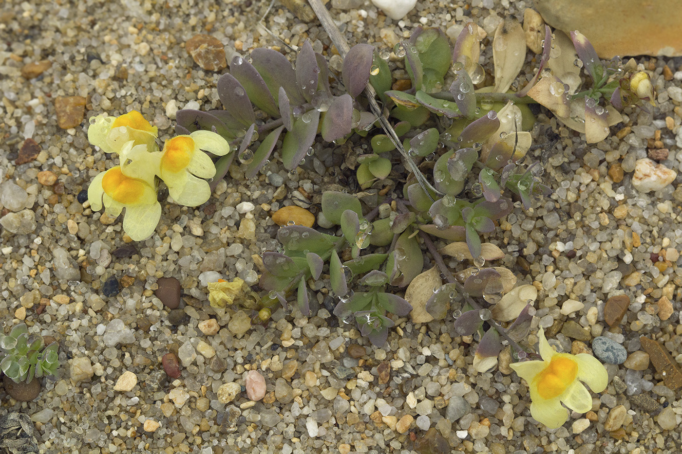 Изображение особи Linaria japonica.