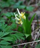 Corydalis bracteata. Верхушка побега с соцветием. Алтай, Онгудайский р-н, Семинский перевал, ≈ 1700 м н.у.м., опушка хвойного леса. 10.06.2019.