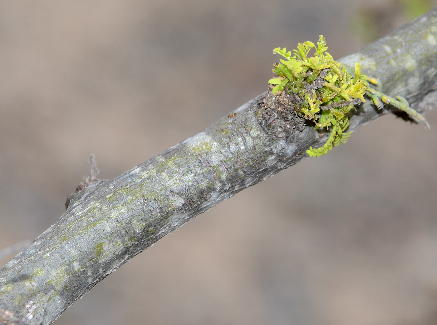 Изображение особи Prosopis pallida.