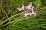 Dactylorhiza traunsteineri