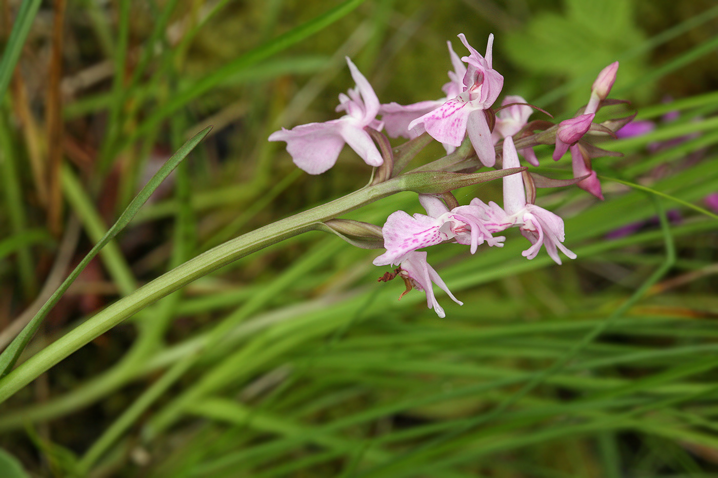 Image of Dactylorhiza traunsteineri specimen.