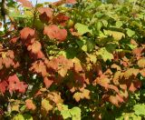 Viburnum opulus