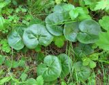 Asarum europaeum