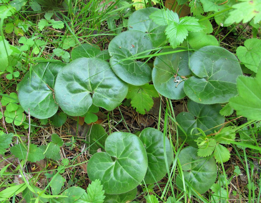 Image of Asarum europaeum specimen.