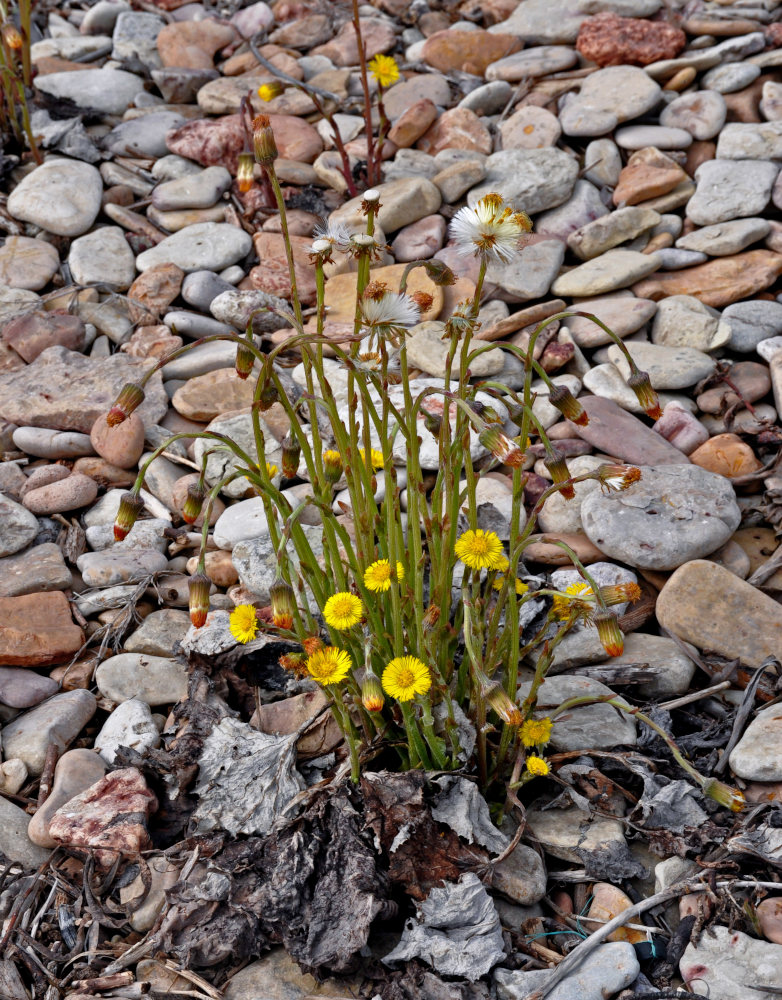 Image of Tussilago farfara specimen.