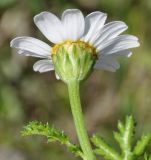 Anthemis