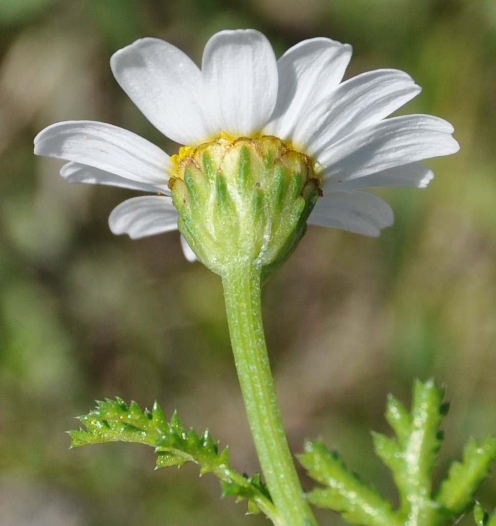 Изображение особи род Anthemis.