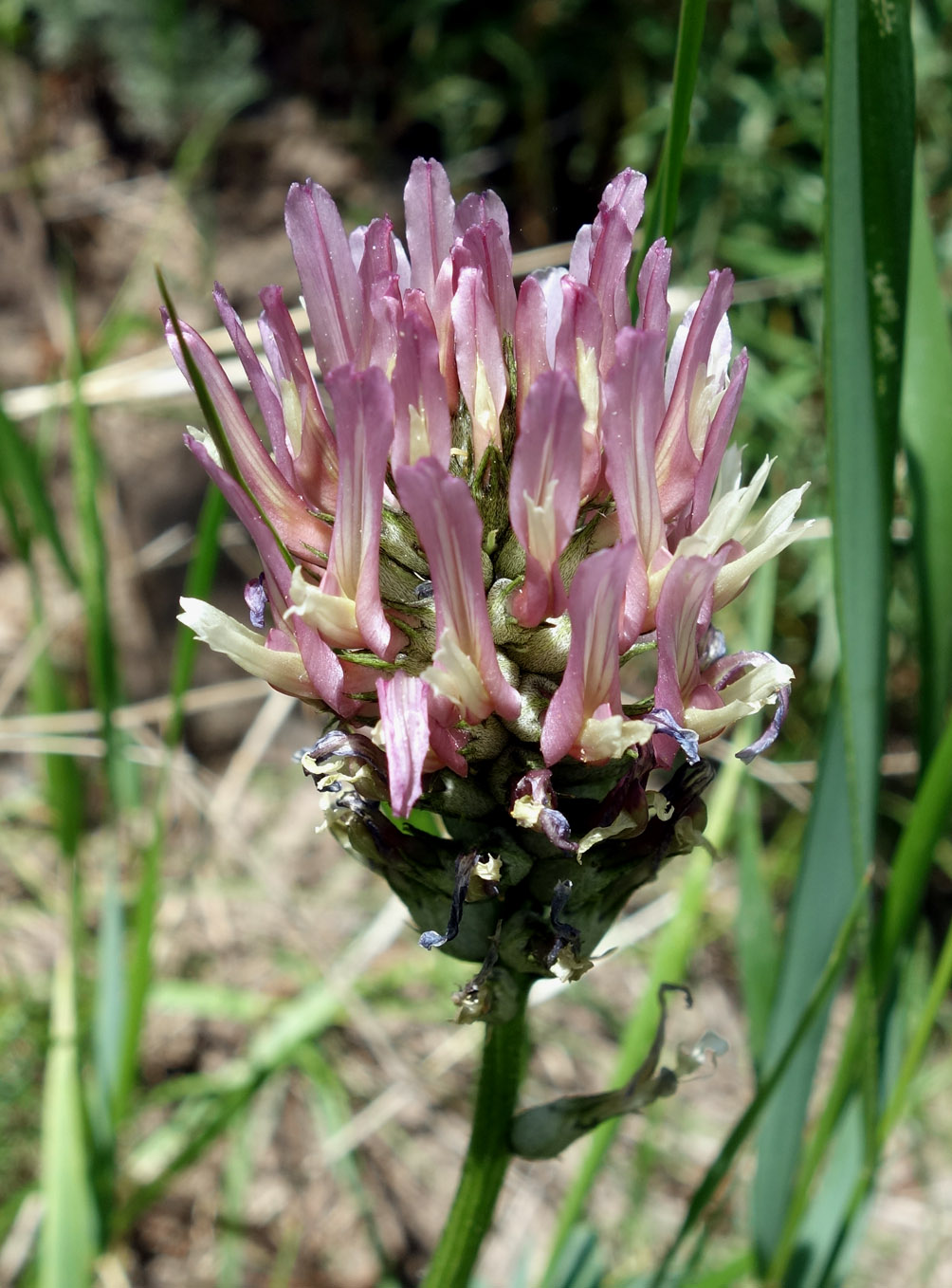 Image of Astragalus platyphyllus specimen.