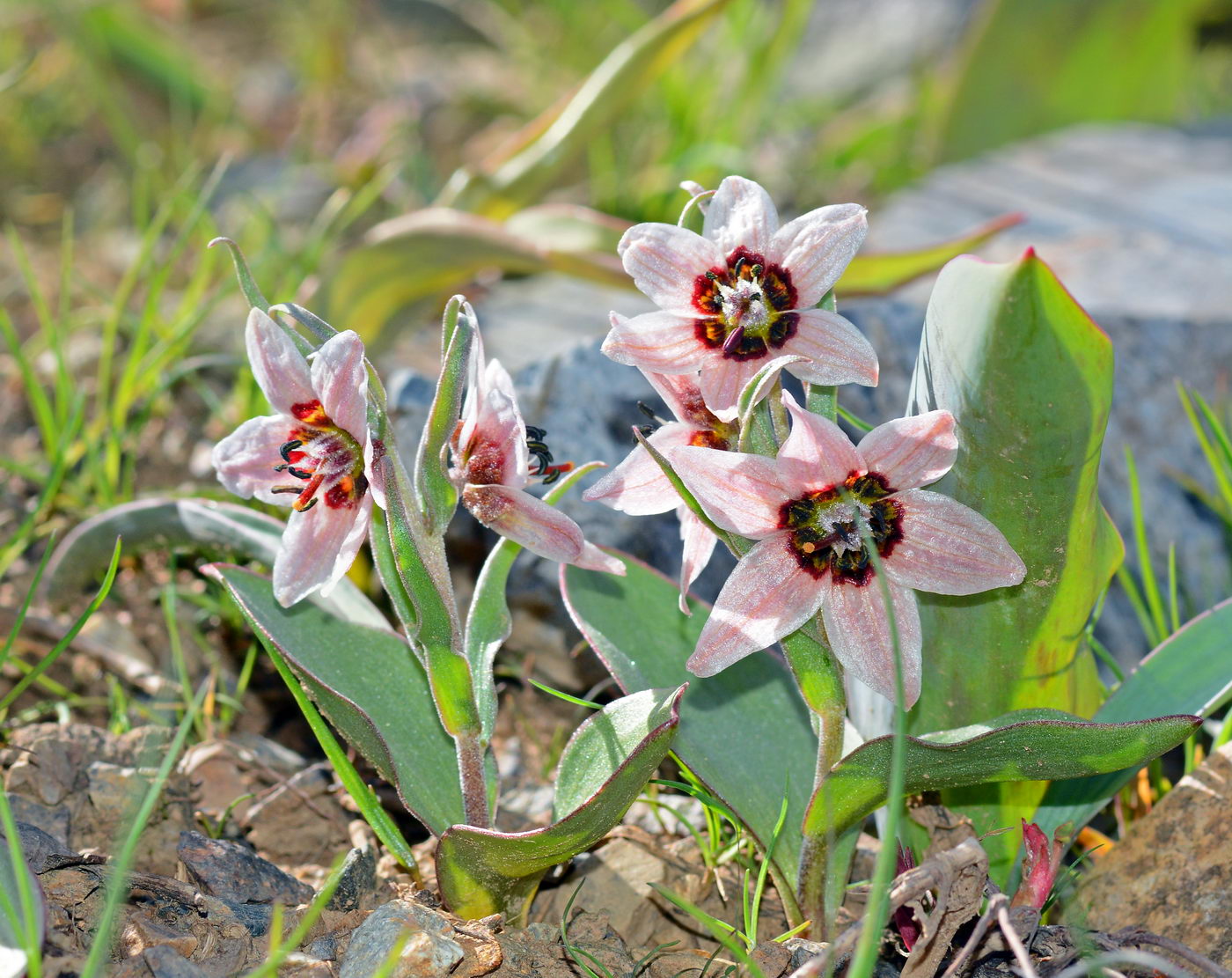 Изображение особи Rhinopetalum stenantherum.