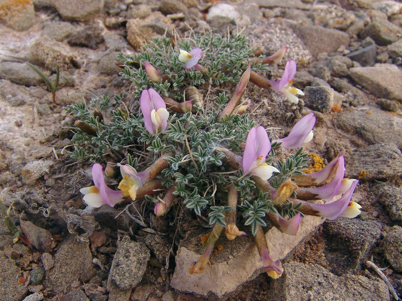 Изображение особи Astragalus pallasii.