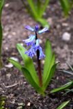 Hyacinthus orientalis