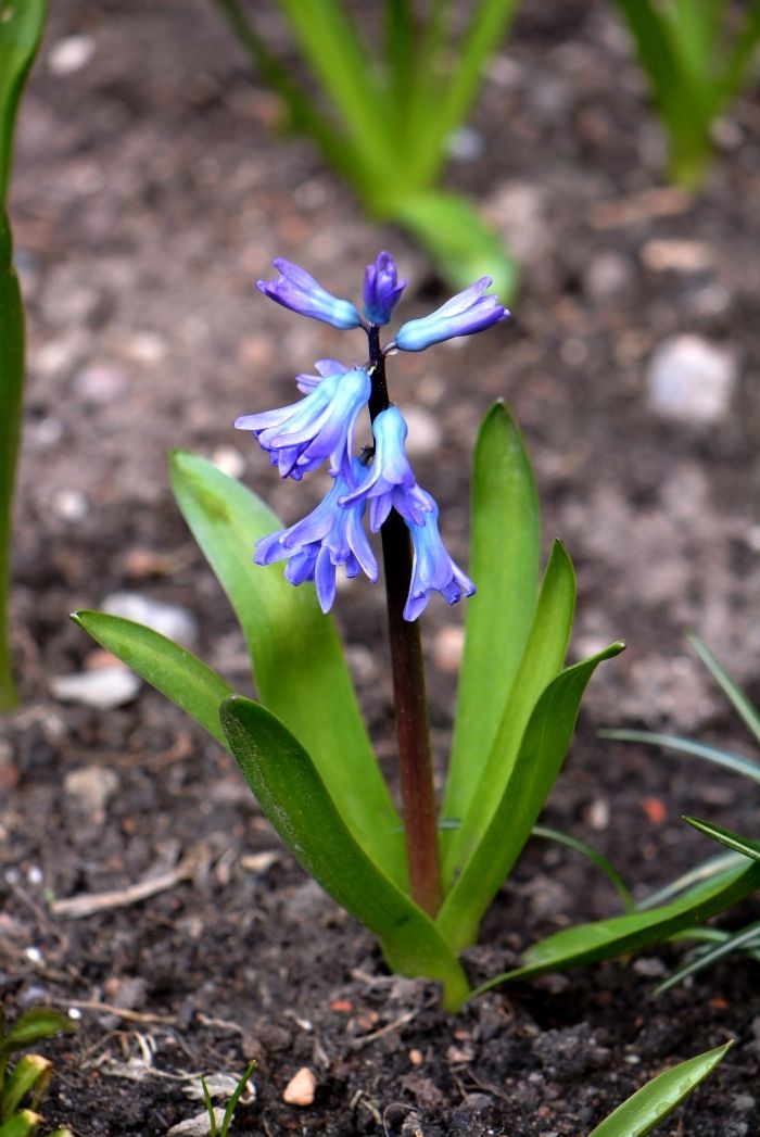 Изображение особи Hyacinthus orientalis.