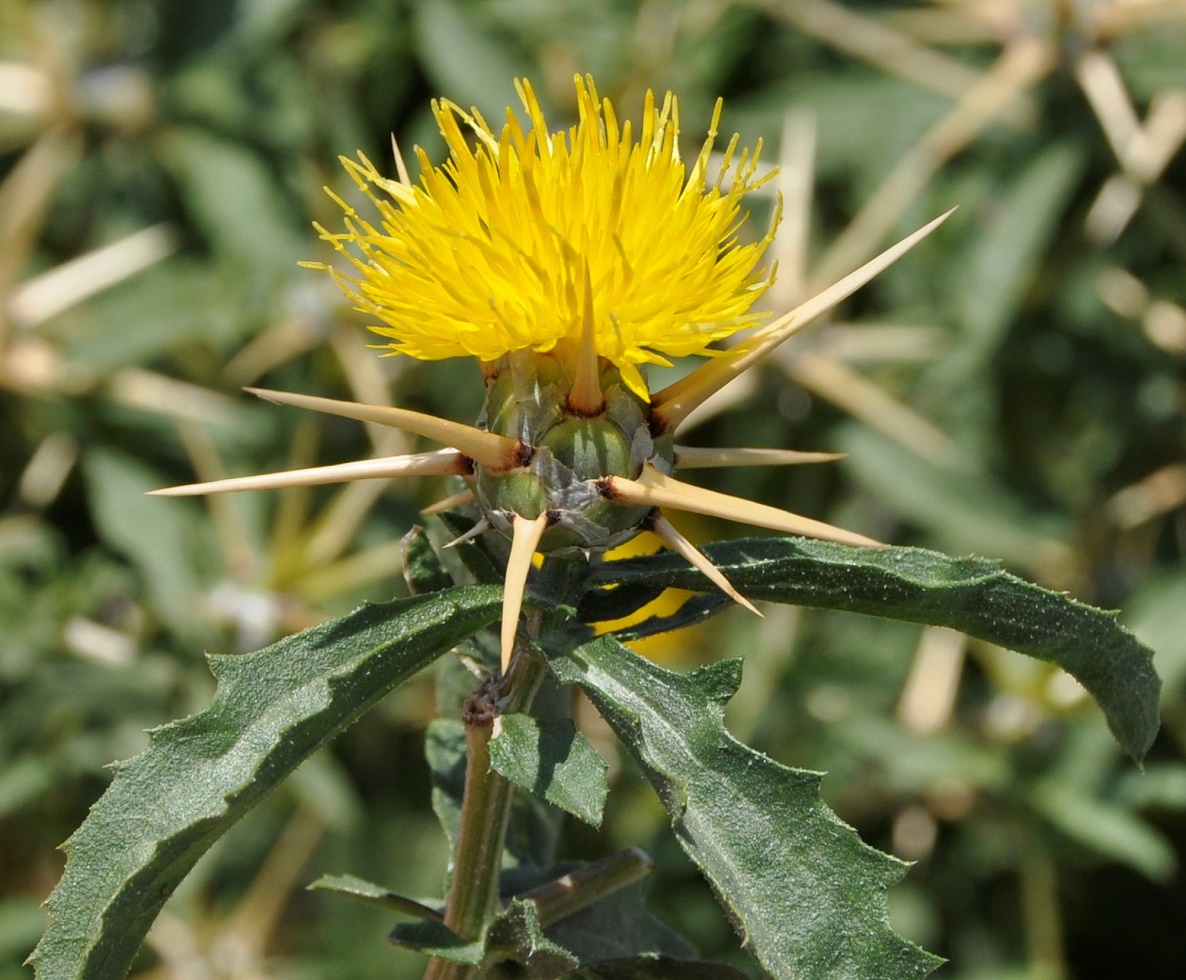 Image of Centaurea hyalolepis specimen.