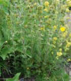 Artemisia rupestris. Цветущее растение. Алтай, плоскогорье Укок, Джумалинские ключи (выс. около 2400 м н.у.м.). 22.07.2010.