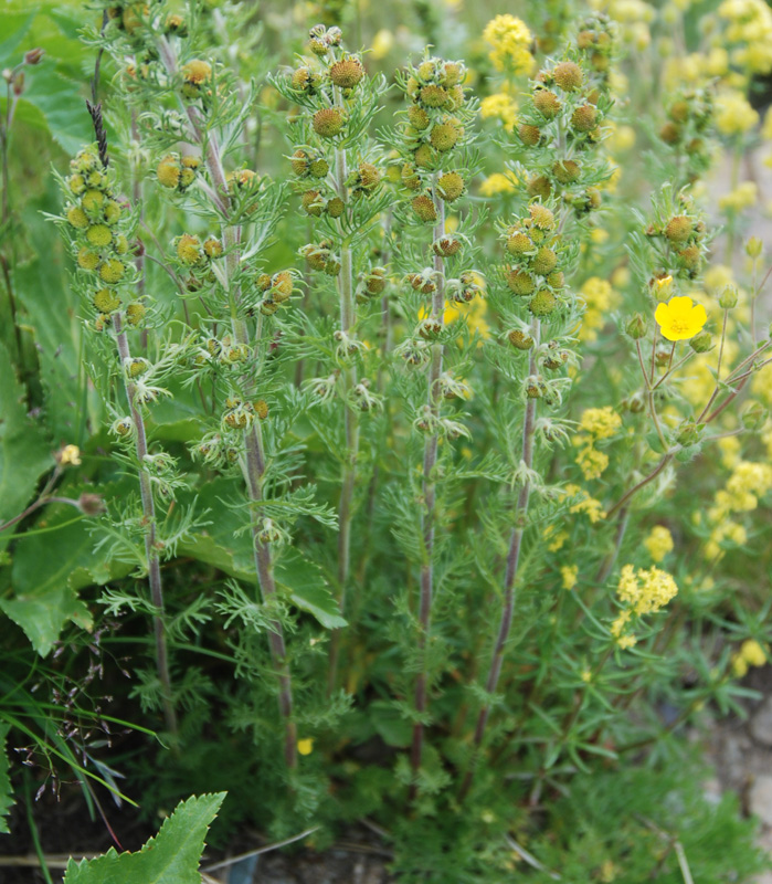 Изображение особи Artemisia rupestris.