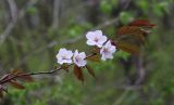 Cerasus sachalinensis