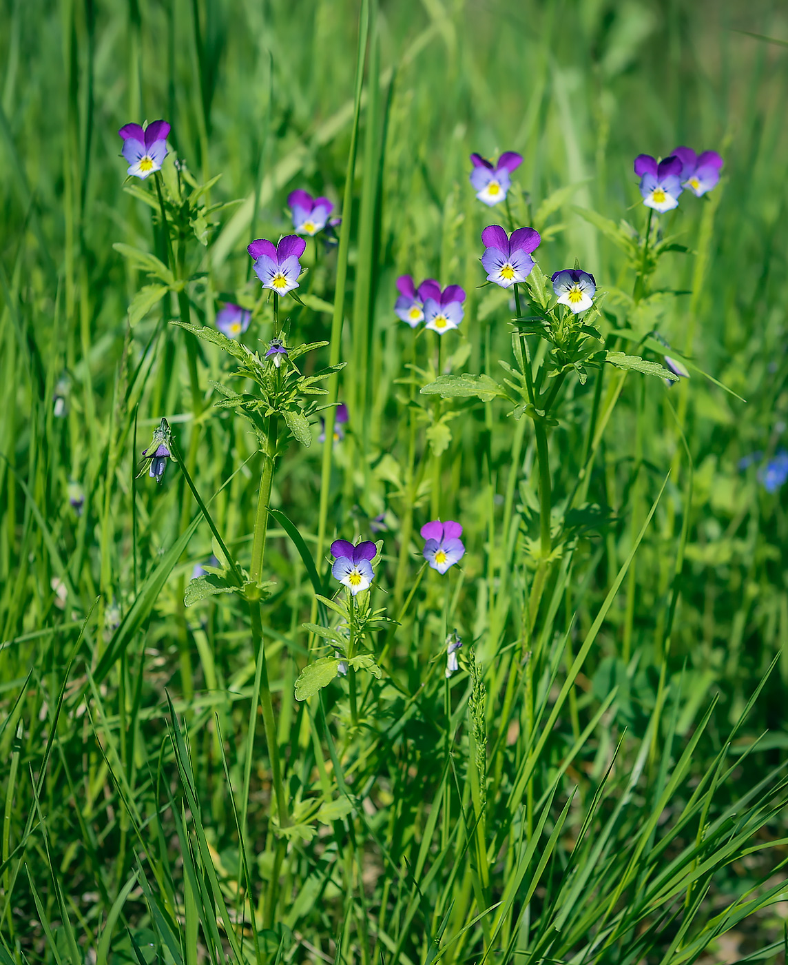 Image of Viola tricolor specimen.