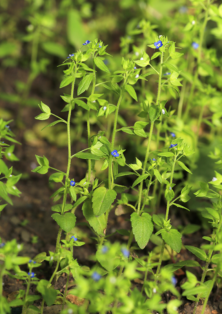 Image of Veronica biloba specimen.
