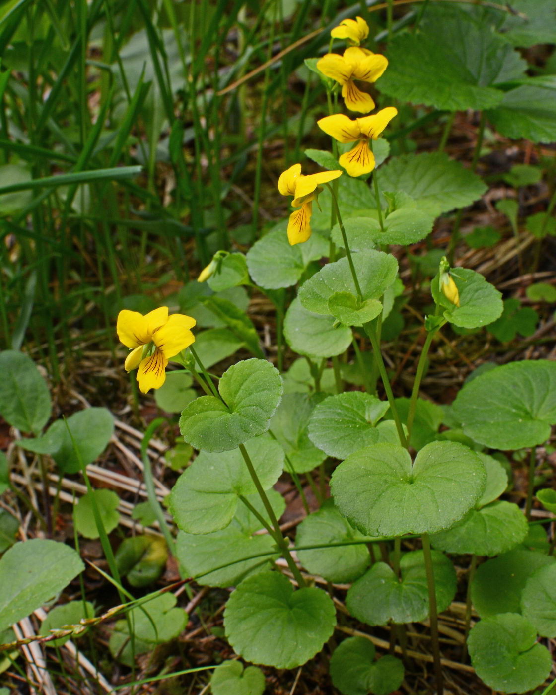 Изображение особи Viola biflora.