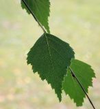 Betula pendula