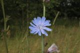 Cichorium intybus