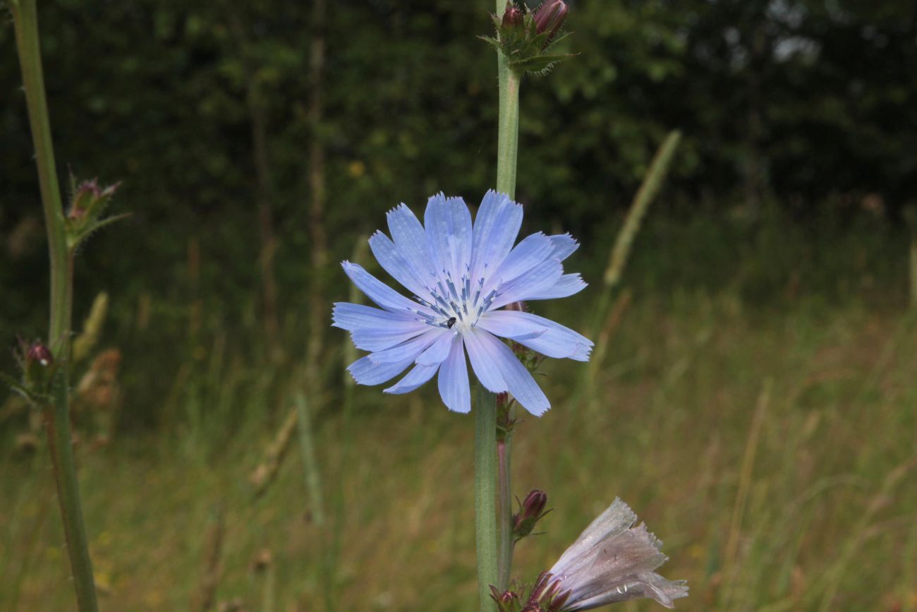 Image of Cichorium intybus specimen.