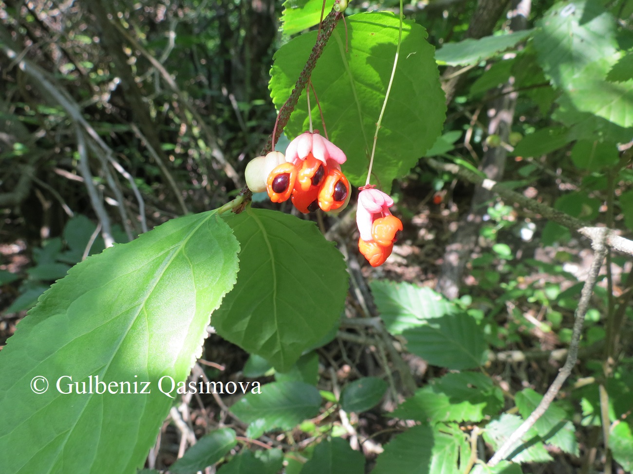 Изображение особи Euonymus verrucosus.