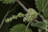 род Urtica. Часть побега с соцветиями. Крым, Бахчисарайский р-н, окр. с. Речное, берег р. Кача, в тени. 11.08.2020.