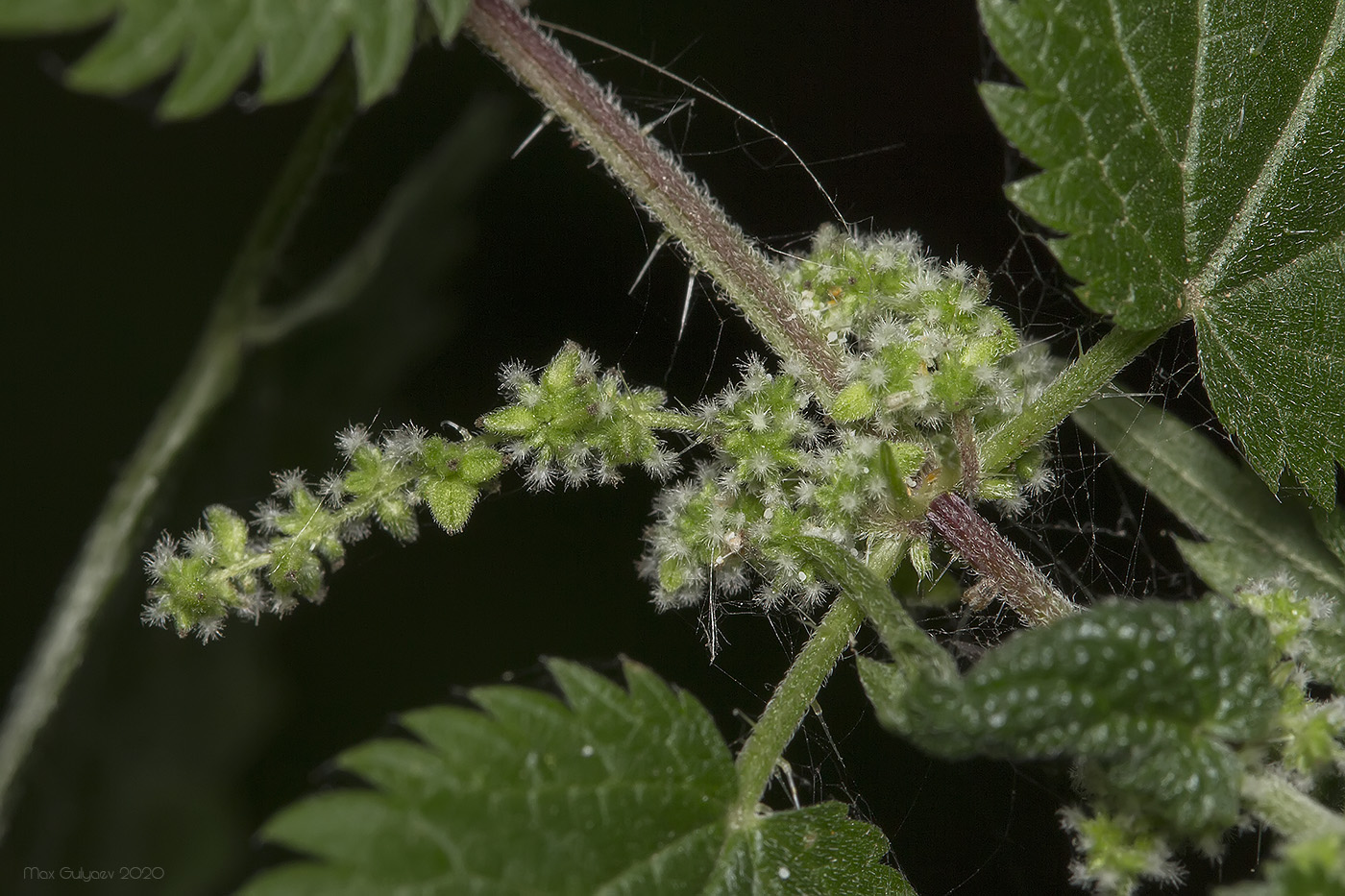 Image of genus Urtica specimen.