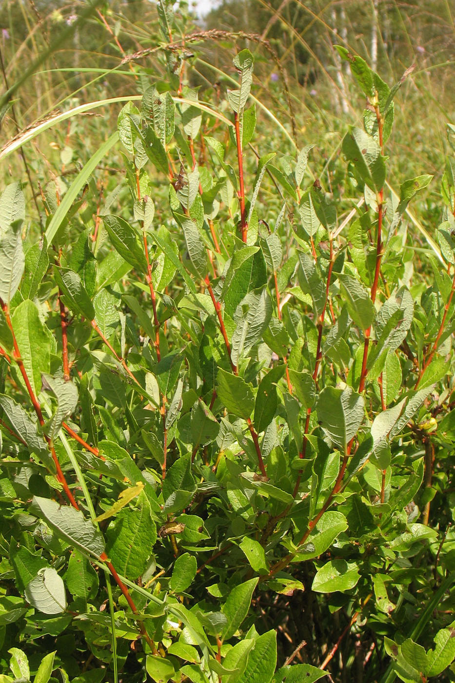 Изображение особи Salix phylicifolia.