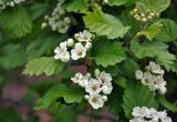 Crataegus submollis