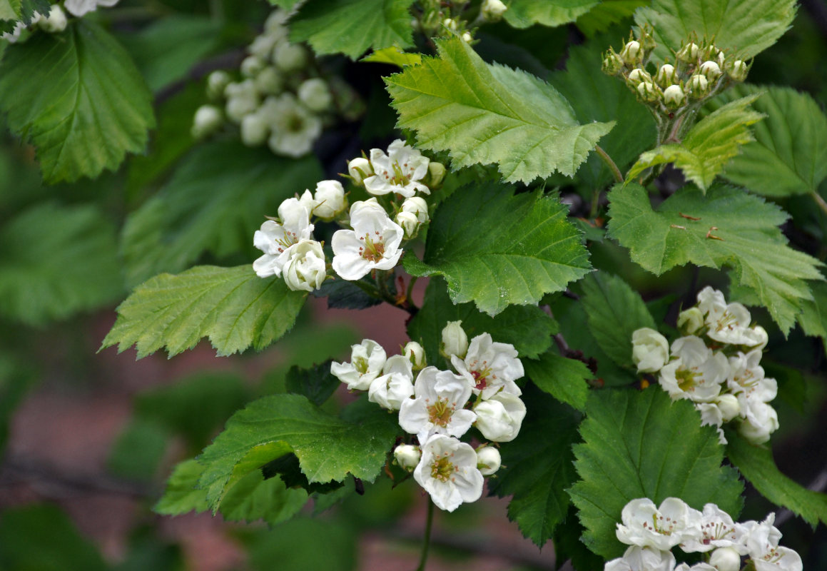 Изображение особи Crataegus submollis.