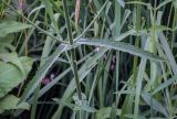 Verbena bonariensis
