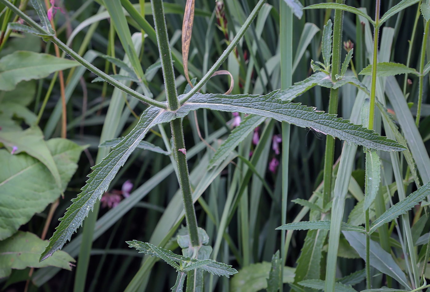 Image of Verbena bonariensis specimen.
