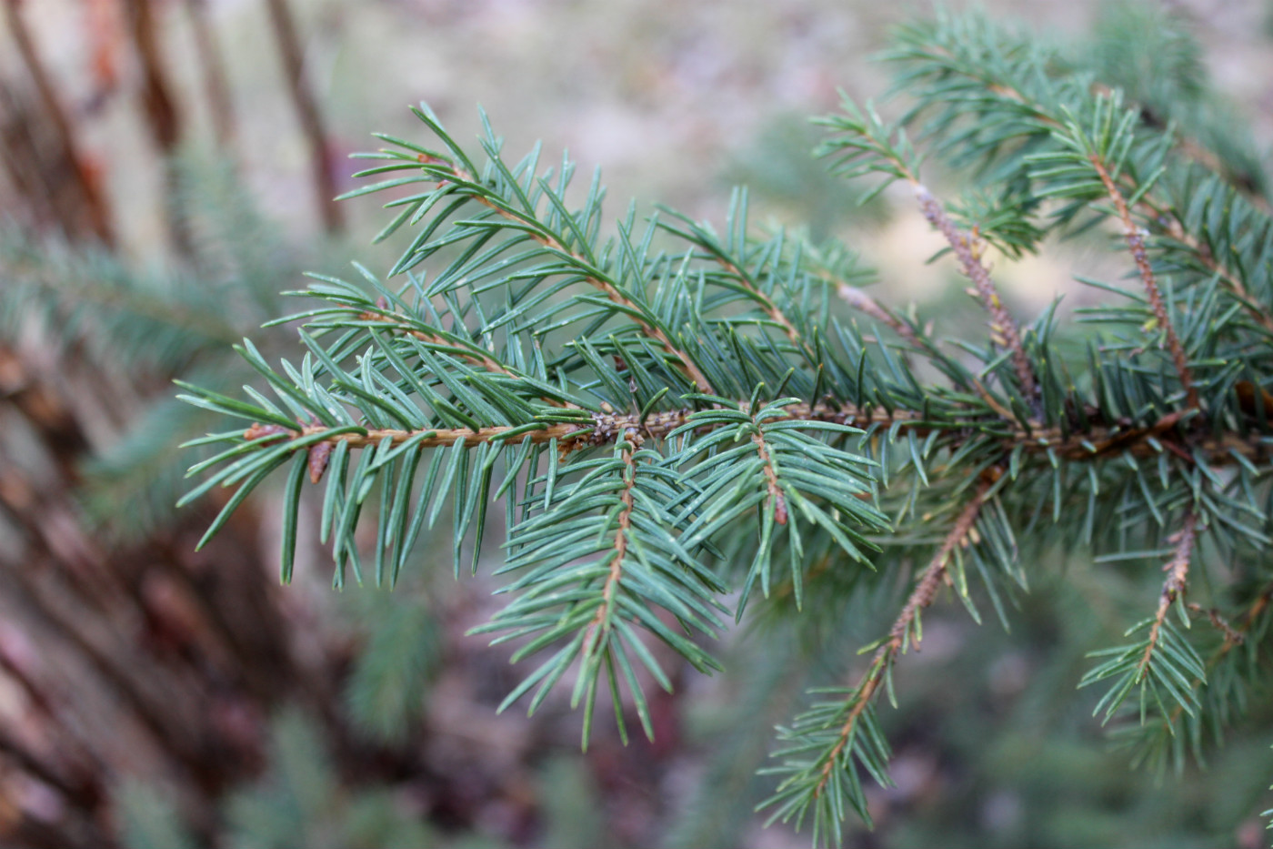 Изображение особи Picea retroflexa.